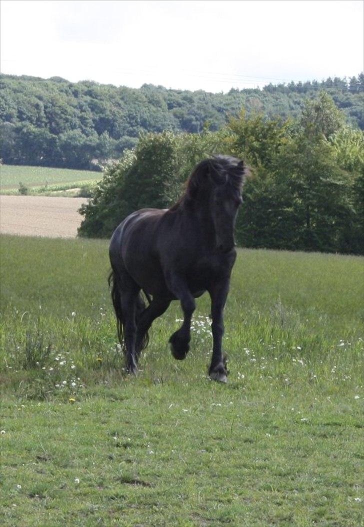 Frieser Julia af Karmark billede 2
