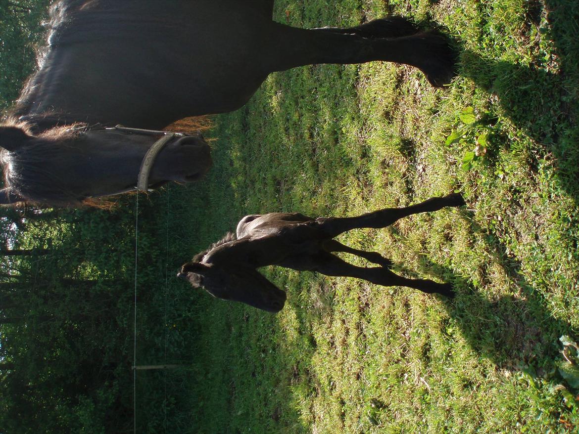 Frieser Julia af Karmark - Julia og Emil billede 4