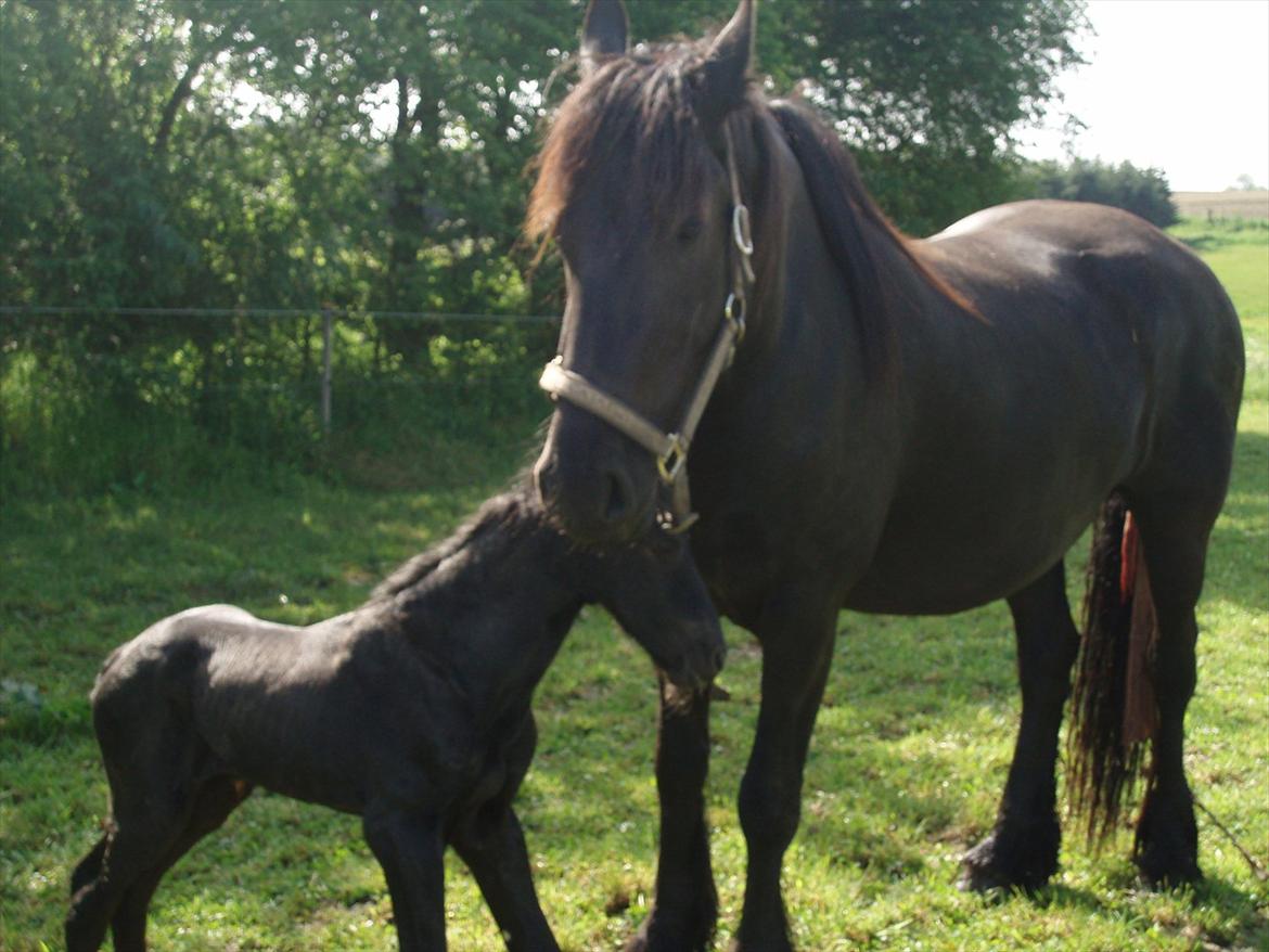 Frieser Julia af Karmark - Julia og Emil billede 5