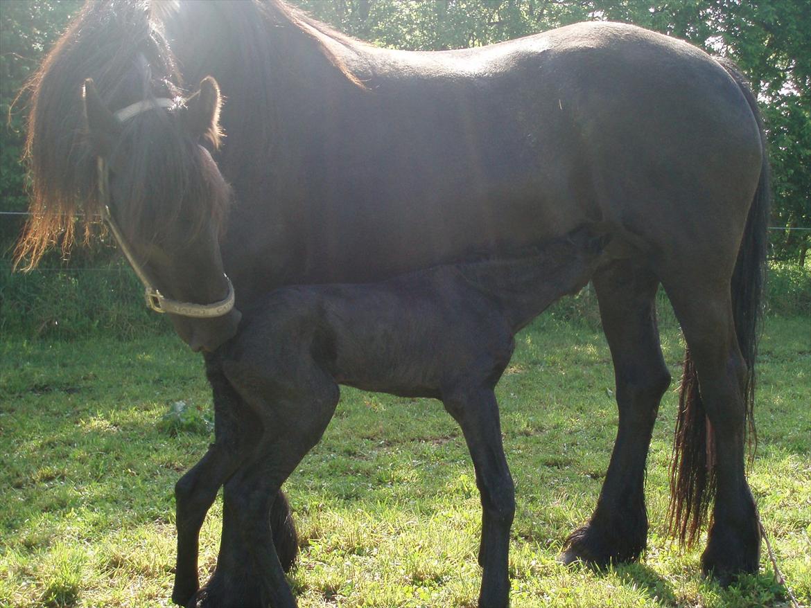 Frieser Julia af Karmark - Julia og Emil billede 6