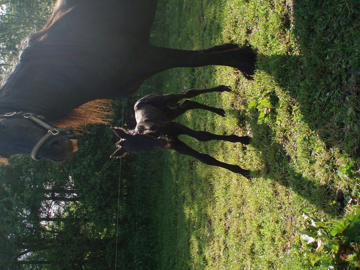 Frieser Julia af Karmark - Julia og Emil billede 7