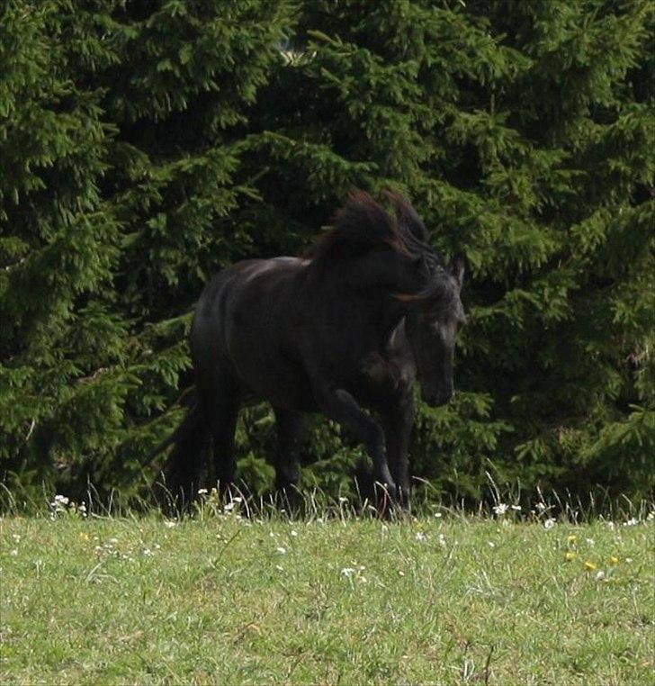 Frieser Julia af Karmark billede 8