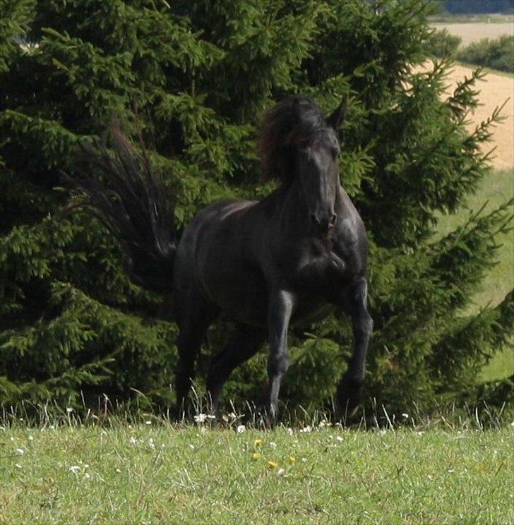 Frieser Julia af Karmark billede 9