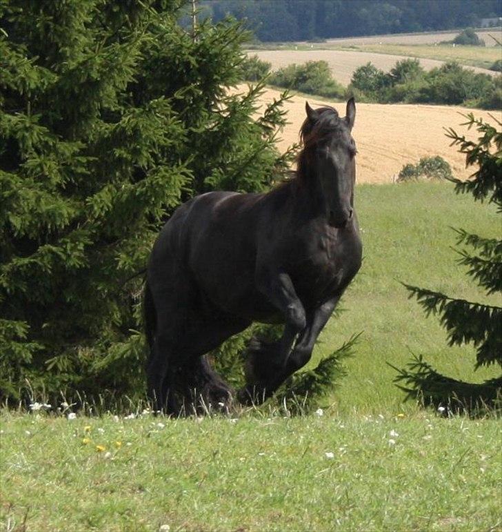 Frieser Julia af Karmark billede 11