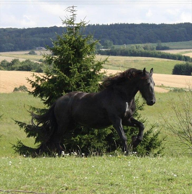 Frieser Julia af Karmark billede 12