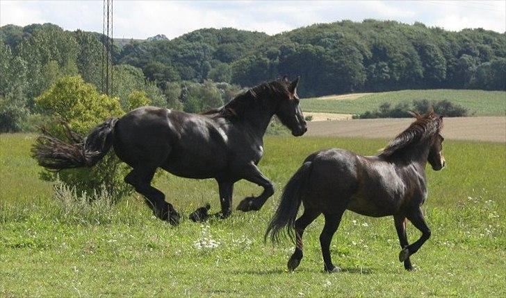 Frieser Julia af Karmark billede 15