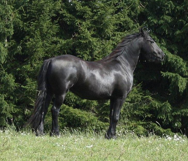 Frieser Julia af Karmark billede 17