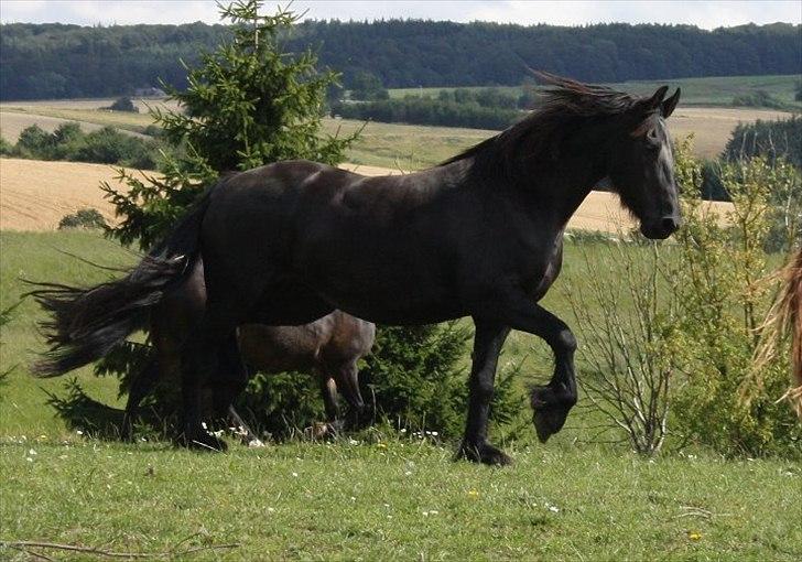 Frieser Julia af Karmark billede 18