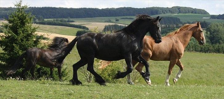 Frieser Julia af Karmark billede 19