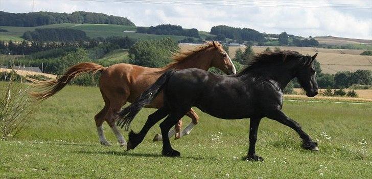 Frieser Julia af Karmark billede 20
