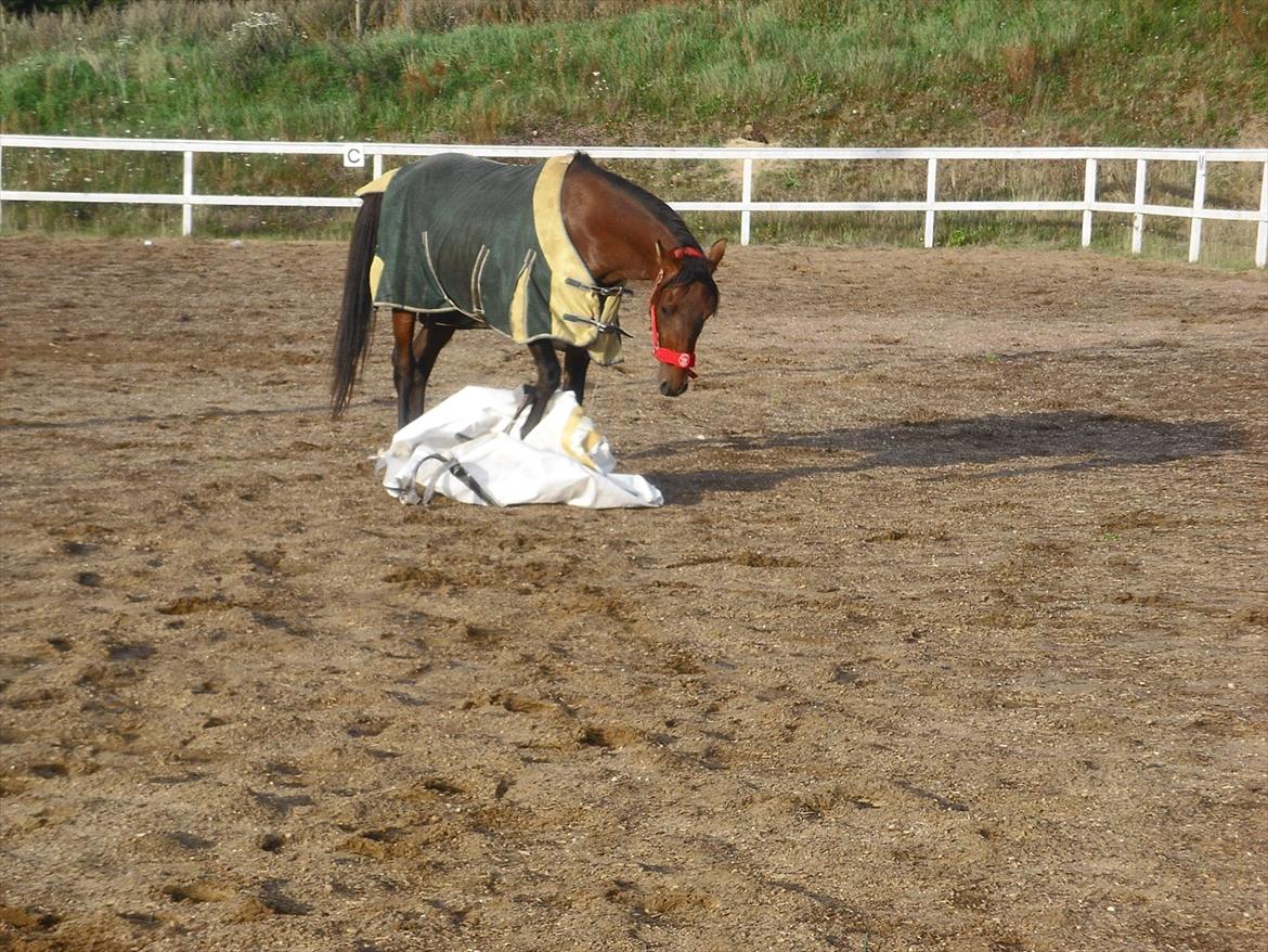 Shagya Araber (SH) Bahebec Takhises *Basse* - *SOLGT* - Bahebec der selv går oveni en "bag" pose :-)  billede 12