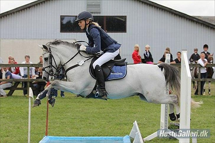 Welsh Pony af Cob-type (sec C) stald poppel harmony B-pony billede 2