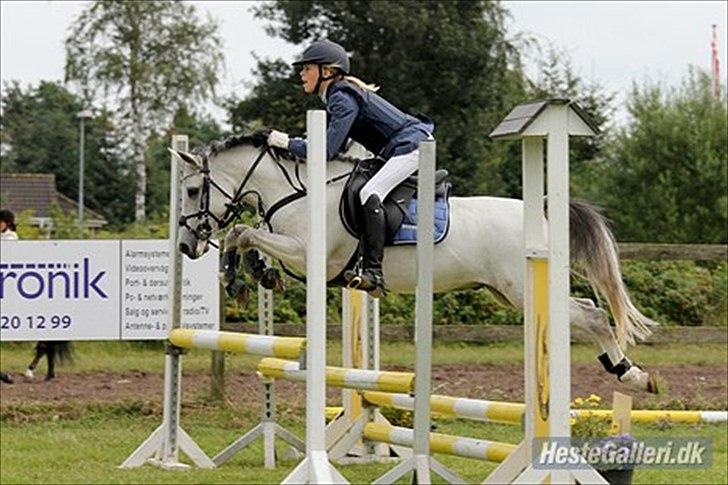 Welsh Pony af Cob-type (sec C) stald poppel harmony B-pony billede 6