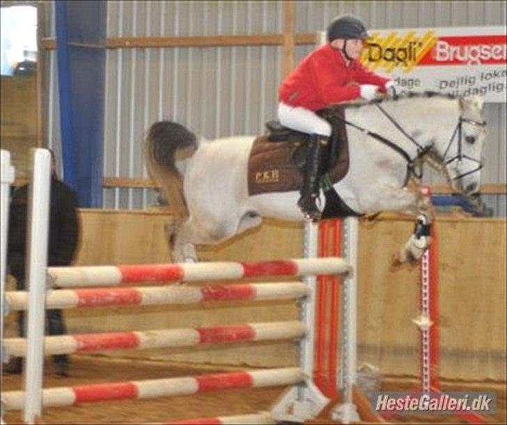 Welsh Pony af Cob-type (sec C) stald poppel harmony B-pony billede 19