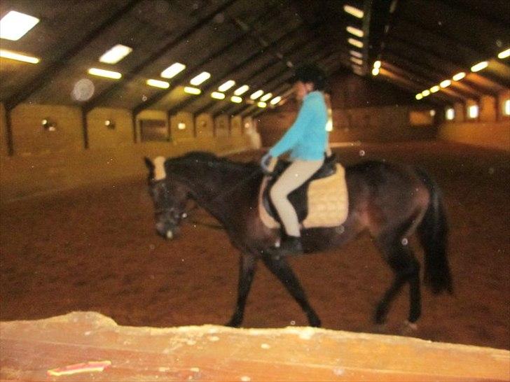 Welsh Cob (sec D) Vlietstede Brilliant Idris - Min sidste ridetur på dig :'( <3 
Du var så sød da jeg red dig.. :(<3 miss  you 
Foto: Julie Pedersen billede 7