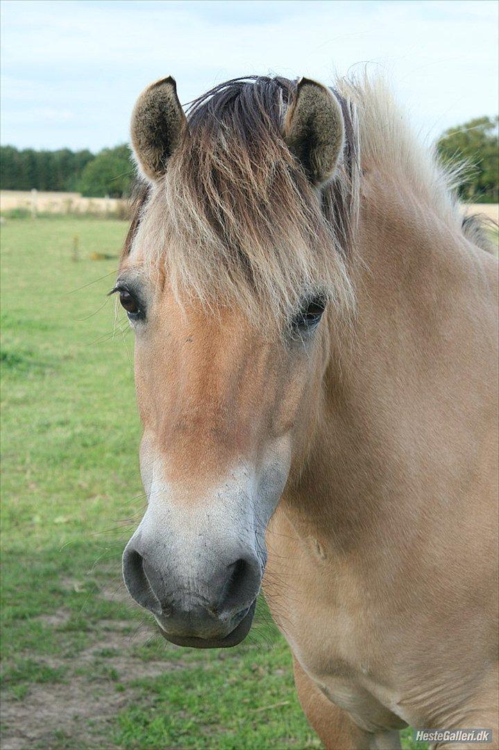 Fjordhest Freja - Rest in Peace † - Smukke.♥

 billede 14