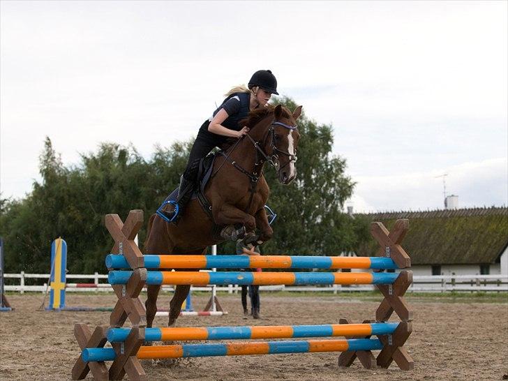 DSP | Night-Girl - Springtræning på den sejeste pony! <3
Foto: Rune billede 12