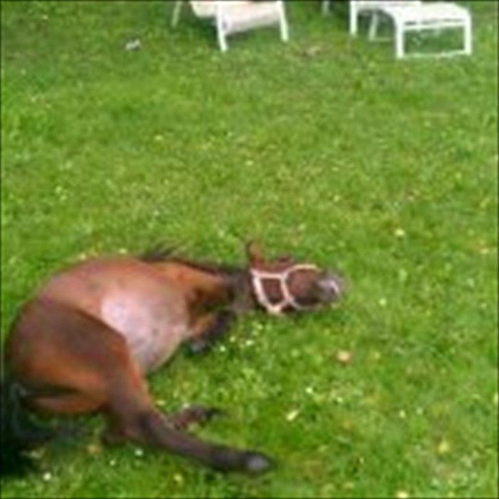 Anden særlig race Lille-pigen. - ca 1 måned efter vi fik hende hjem... billede 4