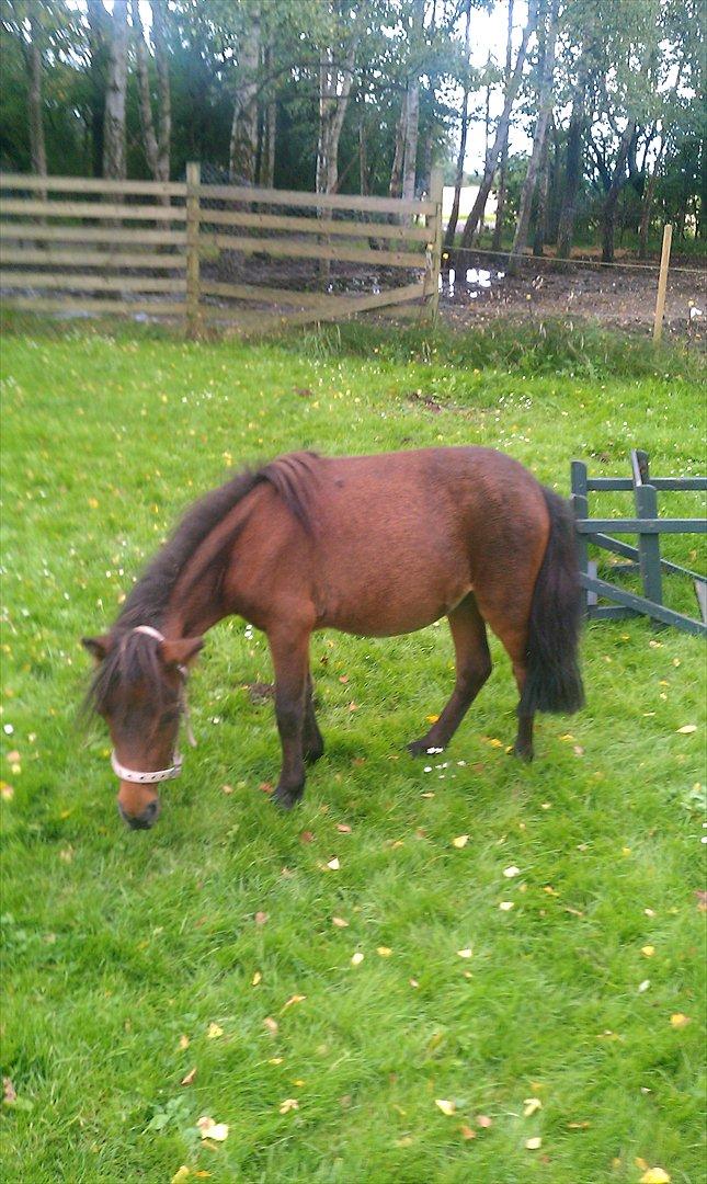 Anden særlig race Lille-pigen. - ca 14 dage efter vi fik hende hjem... billede 2