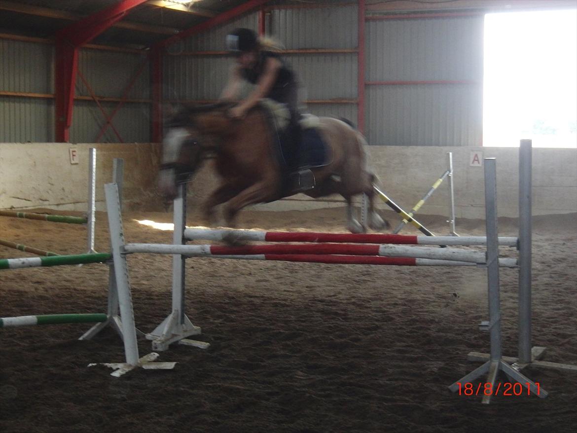 Appaloosa Rambo - 115cm. 17/9 2011, spring undervisning. billede 14