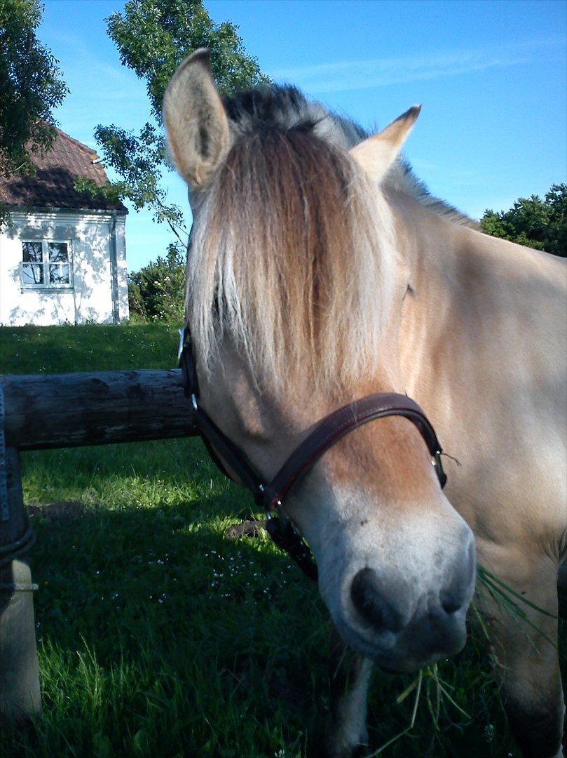 Fjordhest Thea billede 5