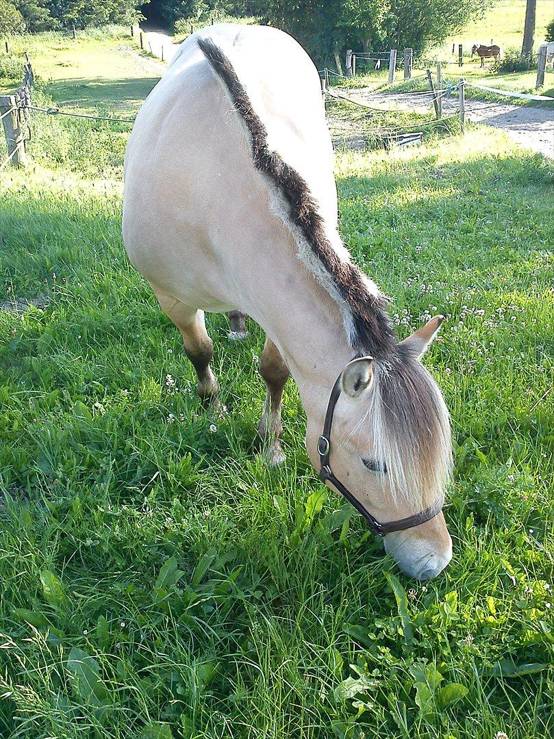 Fjordhest Thea billede 6