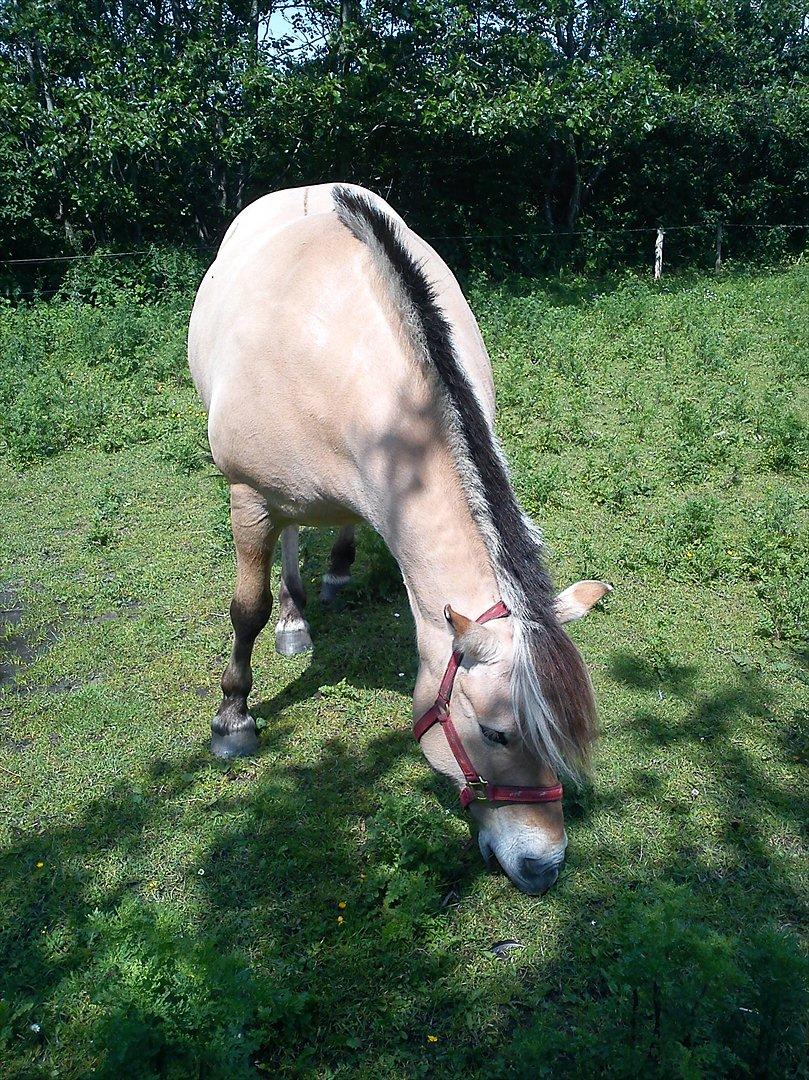 Fjordhest Thea billede 7