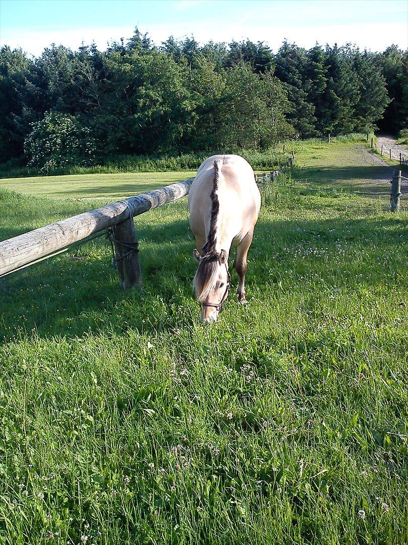 Fjordhest Thea billede 8