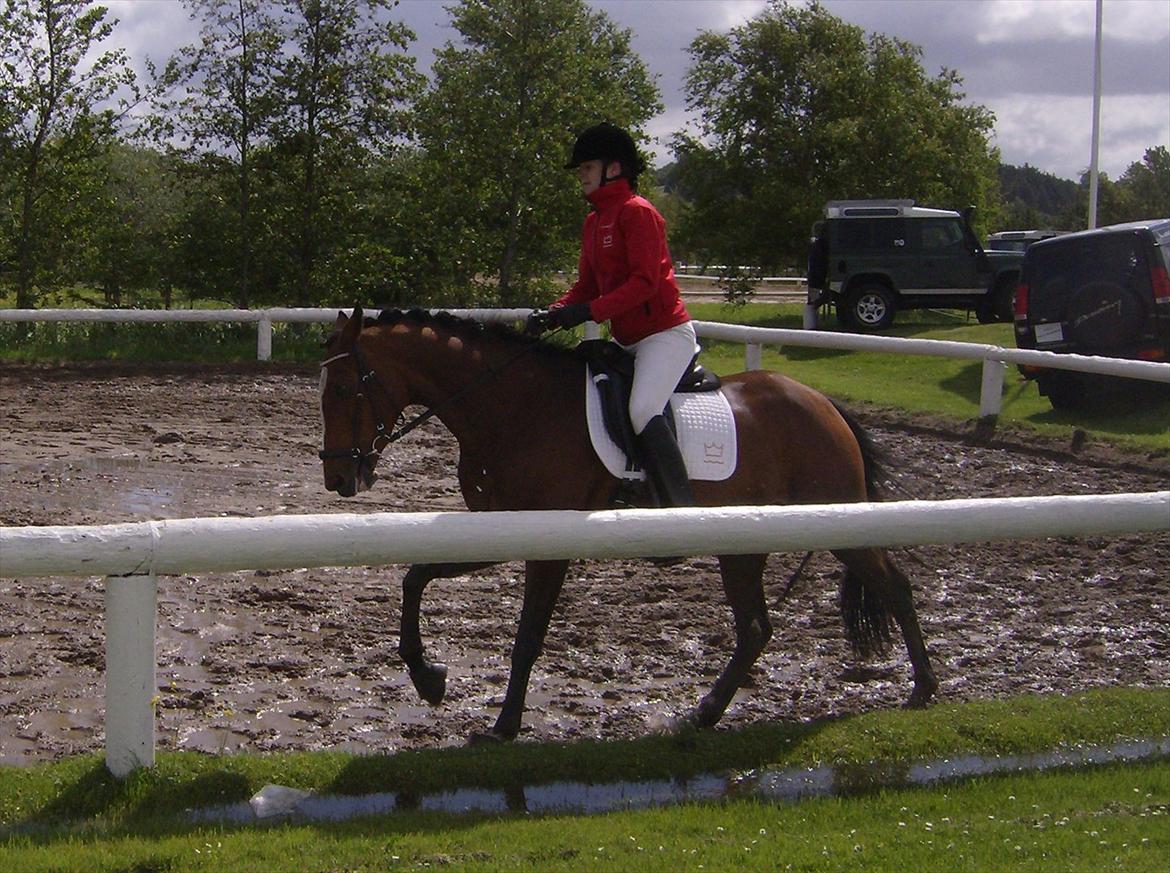 Fuldblod (XX) Competence (DEN) - første stævne billede 3