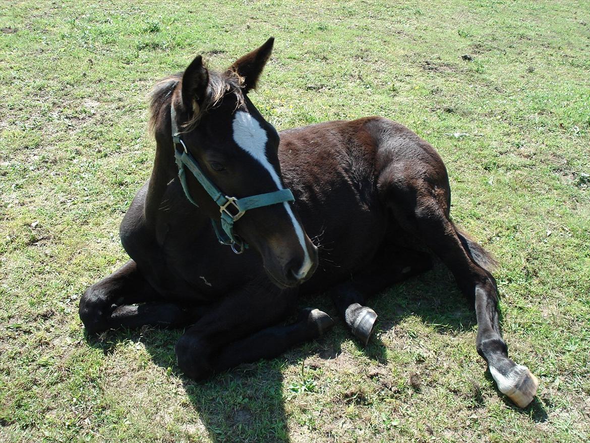 Oldenborg Landino billede 16