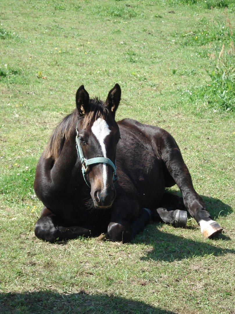 Oldenborg Landino billede 17