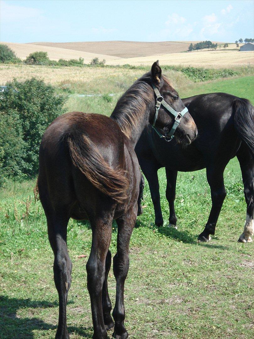 Oldenborg Landino billede 18
