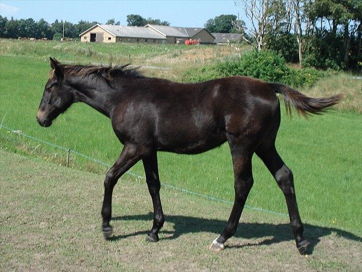 Oldenborg Landino billede 19