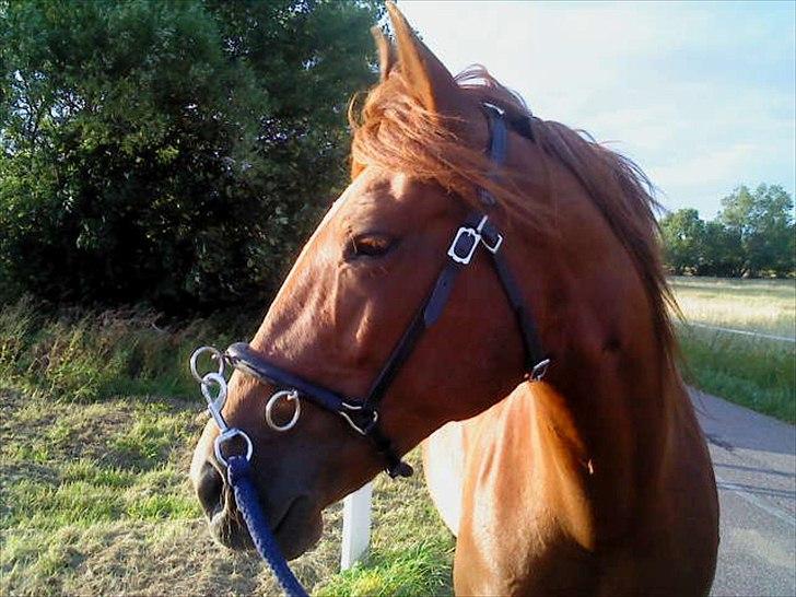 Traver Red Shiba - Hun er sååå fin når hun får øje på noget! :*
(August 2011) billede 14