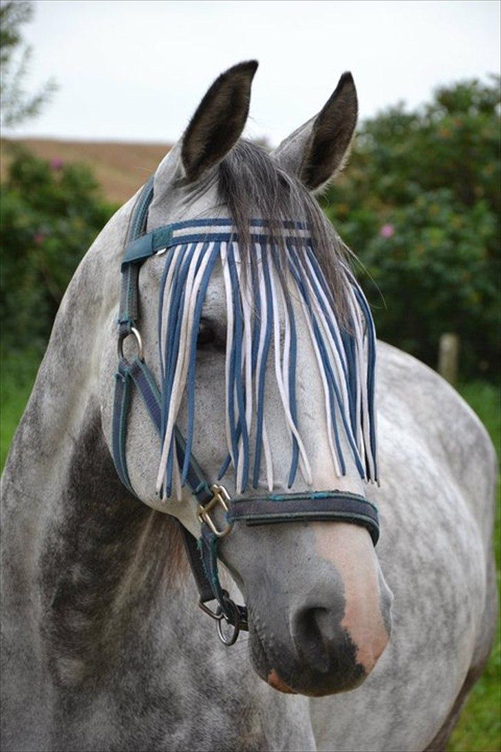 Anglo Araber (AA) Rodeo - Velkommen til Rodeos profil.
Læg gerne en kommentar + bedømmelse før i smutter igen ;-) billede 1