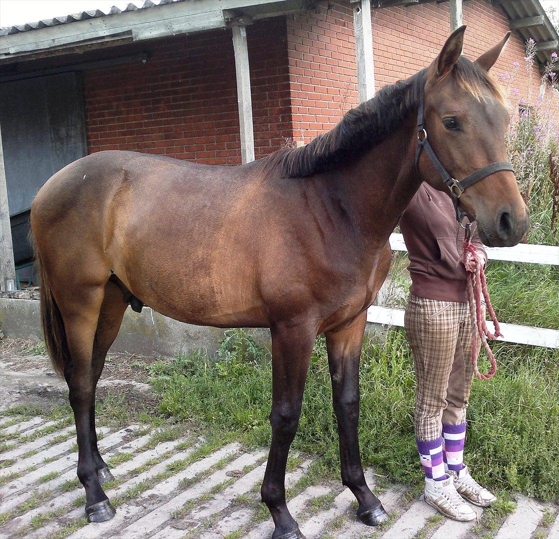 Anden særlig race Remee billede 1