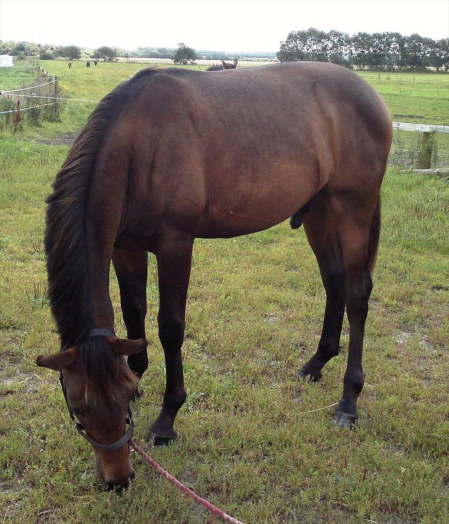 Anden særlig race Remee billede 2