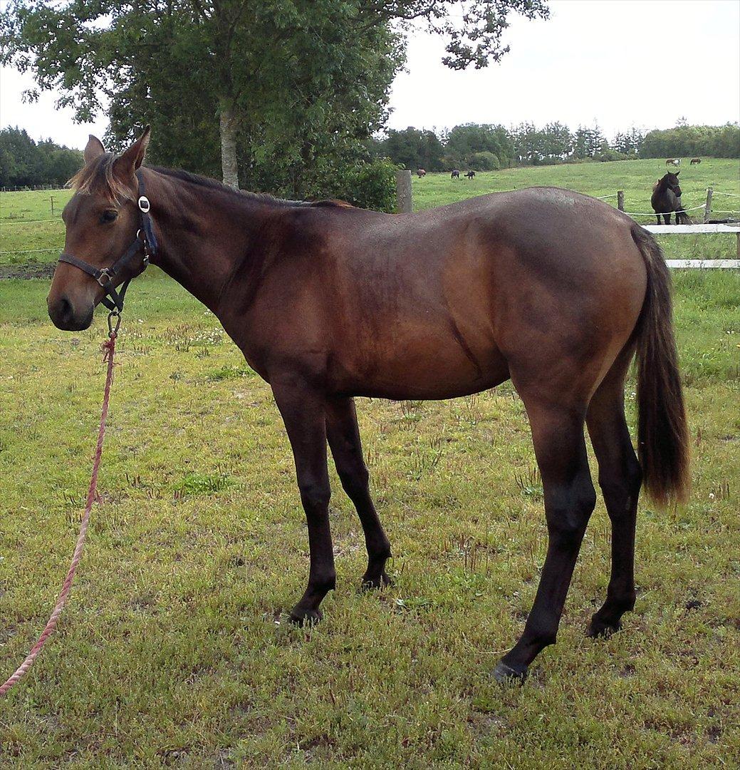 Anden særlig race Remee billede 3