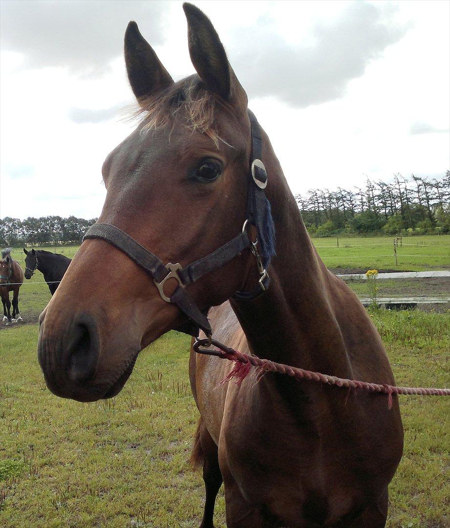 Anden særlig race Remee billede 4