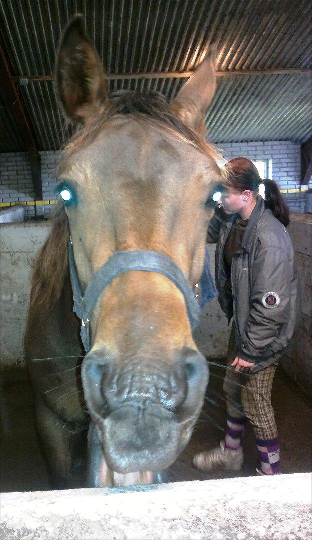 Anden særlig race Remee billede 5