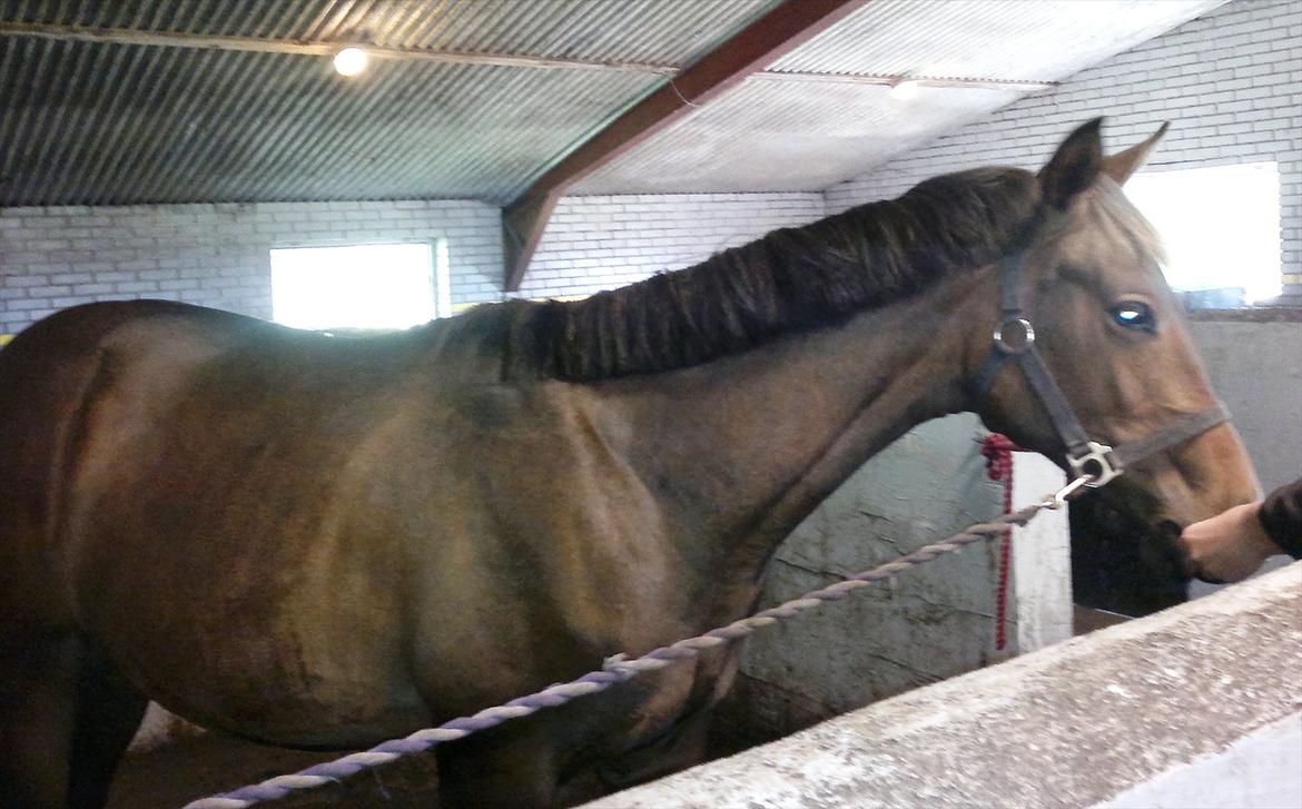 Anden særlig race Remee - Remee med hans fine nyklippet man billede 6