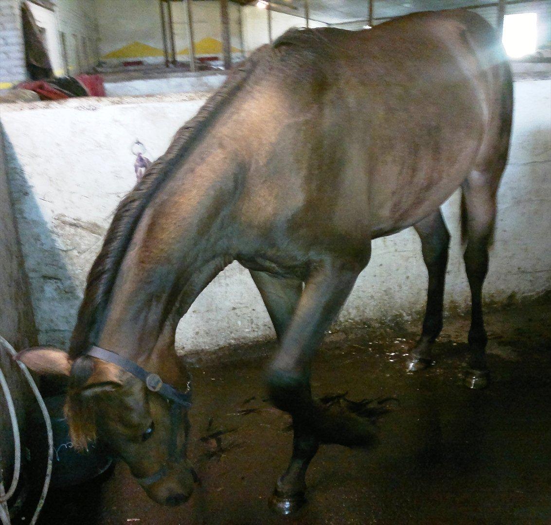 Anden særlig race Remee - tigge kan jeg også billede 7