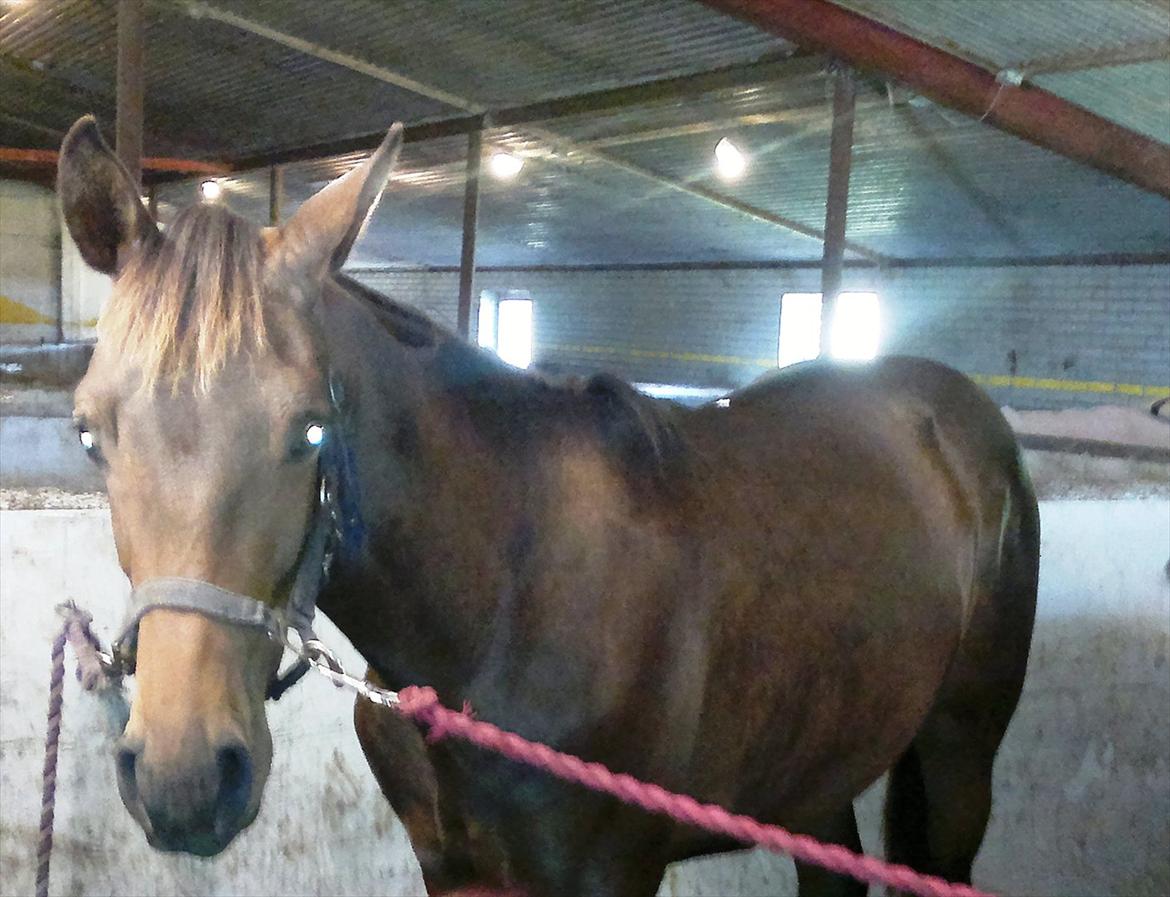 Anden særlig race Remee billede 8