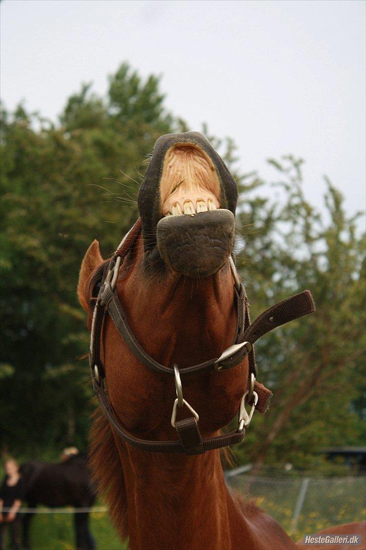 Hollandsk Sportspony Zorro VBP: <33 billede 9