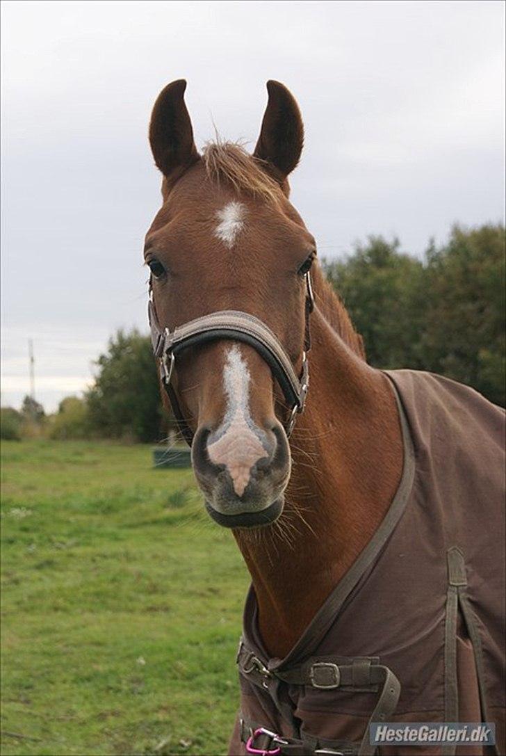 Hollandsk Sportspony Zorro VBP: <33 billede 10