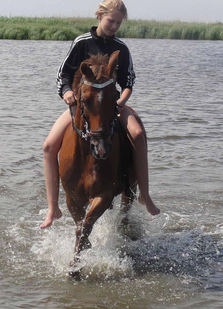 Hollandsk Sportspony Zorro VBP: <33 billede 13