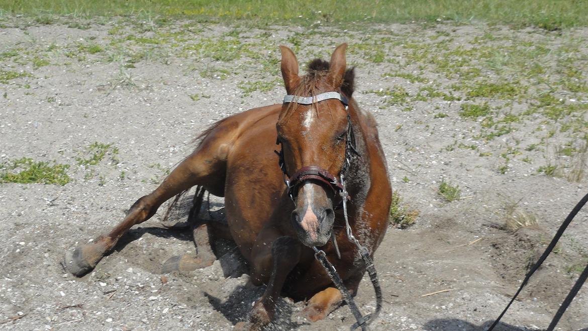 Hollandsk Sportspony Zorro VBP: <33 billede 11