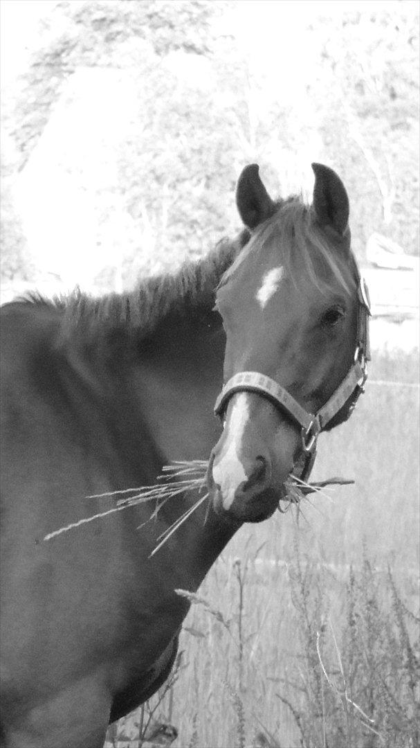 Hollandsk Sportspony Zorro VBP: <33 billede 14