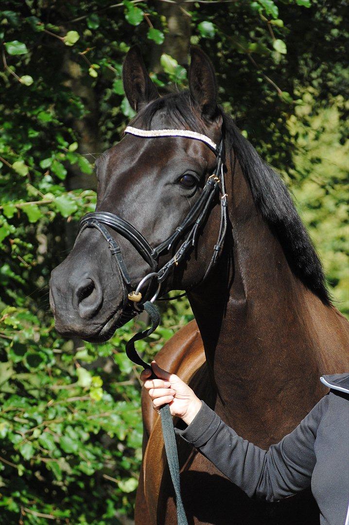 Trakehner V-Power Horsebo - Polle efterår 2011 billede 8