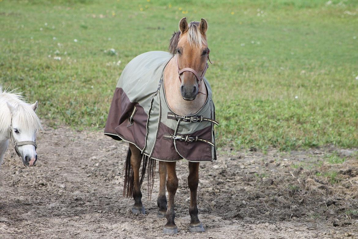 Anden særlig race Odin billede 9